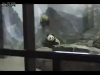 Супер ) Побег Панды