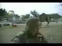Верблюд скинул солдата