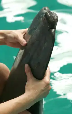 Протез для дельфина.