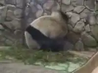 Панда делает стойку на лапах