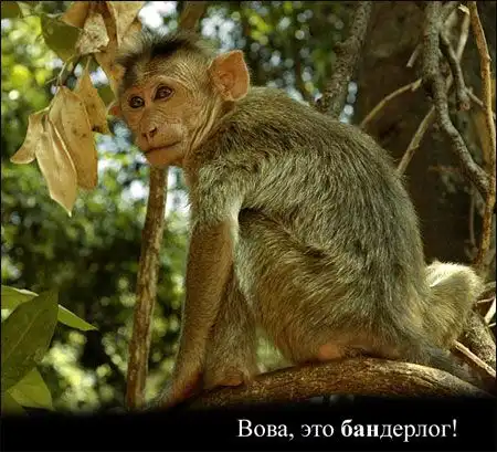 Вова, это БАН