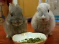 Позитив. Уматовые кролики