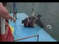 Дельфин отжигает с мужиком