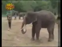 Класс! Дрессированный слон