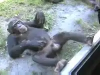 Пьяная обезьянка отжигает