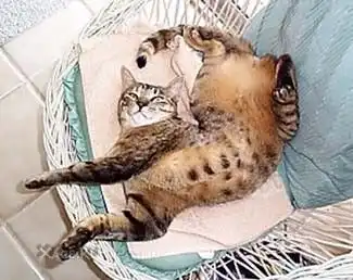 Позитивные киски!!!!