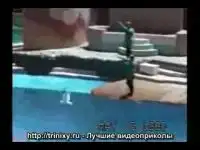 Дельфин сбивает птицу