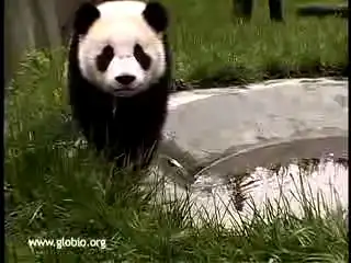 Любопытные панды.