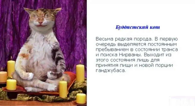 Коты-торчуны.