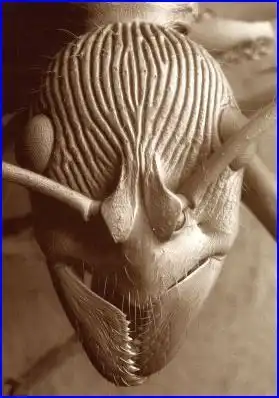 Макросъемка (4 фото)