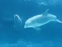 Дельфин и кольца