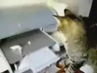Кот против принтера