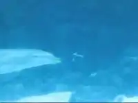 Дельфины умеют пускать неимоверные пузыри