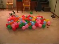 Пес против воздушных шариков. Позитив