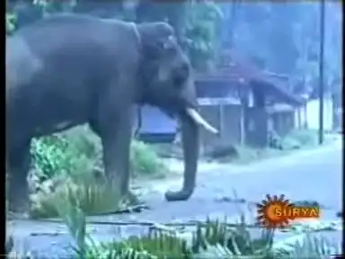 Слон-убийца.