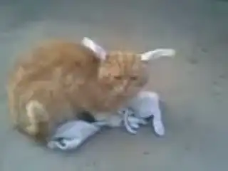 Заяц)