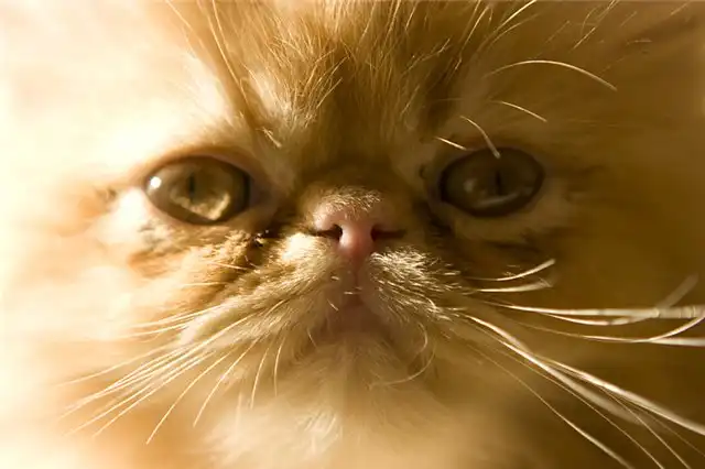 Персидская кошка: облако счастья