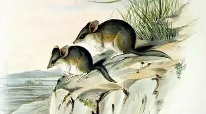 Джон Гульд (John Gould) - Животные Австралии