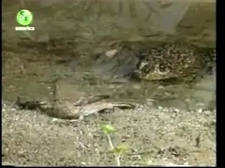 Лягушка съела птичку