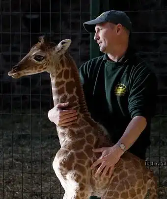 Маленький жирафёнок.