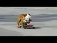 Пес на скейте
