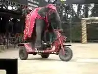Слон на велосипеде в цирковом представлении