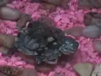 Черепаха мутант