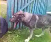 Собака vs бомж.