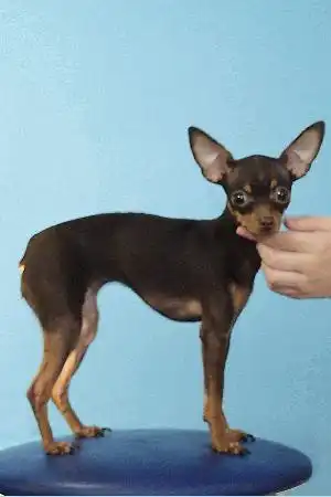 Русский гладкошерстный той