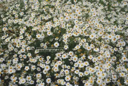 Лето это маленькая жизнь...)