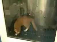 Можно и так кошку помыть