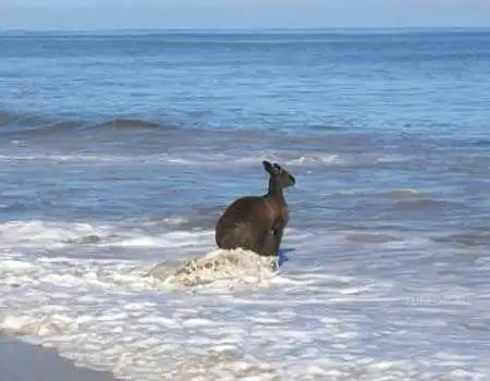 кенгуру тож любят морееееееееее