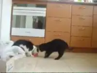 Коты принимают пищу ))