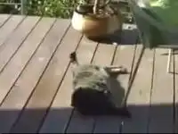 Птичка достает ленивого кота