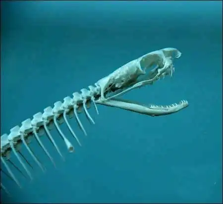 Скелеты змей (7 Фото)