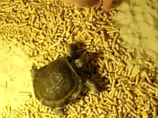Черепаха-ниндзя