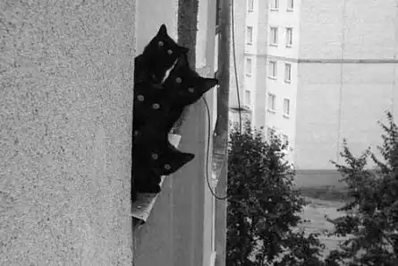Черные кошки