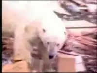 О полярных медведях