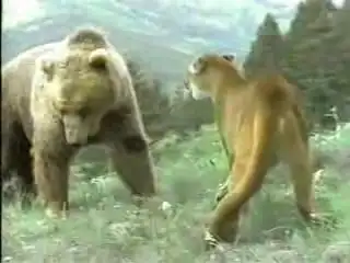 Схватка пумы с медведем!