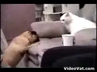 Собака vs кошка!