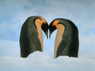 Пингвинчики, специально для angelic 8)