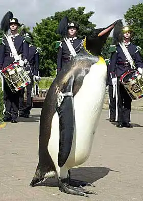 Пингвинюши