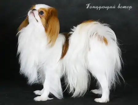 Японский хин