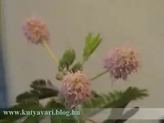 Mimosa pudica. Очаровательное растение.