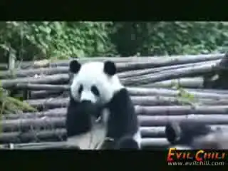 А вы видели как чихает Панда?