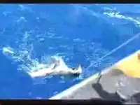 Акула чуть не откусила челу ногу