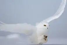 Белые крылья смерти