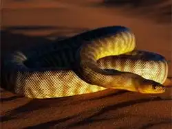 Найдена змея-хамелеон