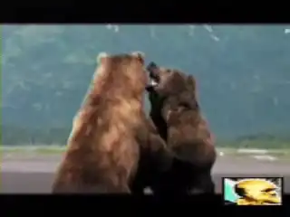 Схватка медведей. Супер!