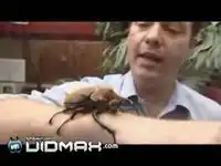 Адский жук